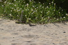 Phrynosoma blainvillii