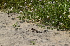 Phrynosoma blainvillii