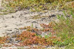 Phrynosoma blainvillii