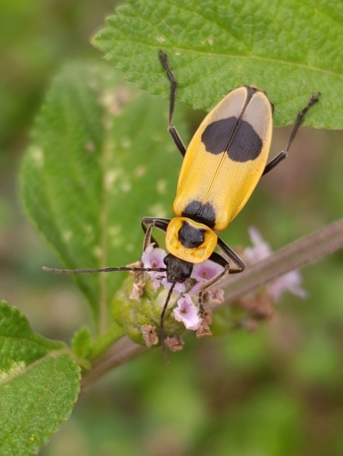 Chauliognathus distinguendus