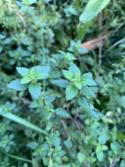 Parietaria debilis