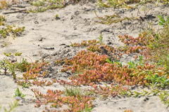 Phrynosoma blainvillii