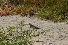 Phrynosoma blainvillii