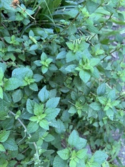 Parietaria debilis