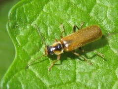 Cantharis decipiens