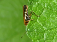 Cantharis decipiens