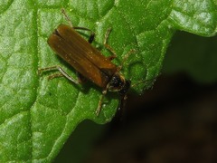 Cantharis decipiens