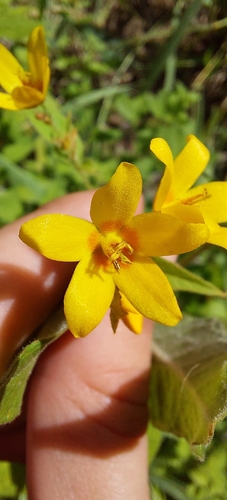 Yellow Loosestrife