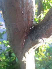 Eriococcus lagerstroemiae