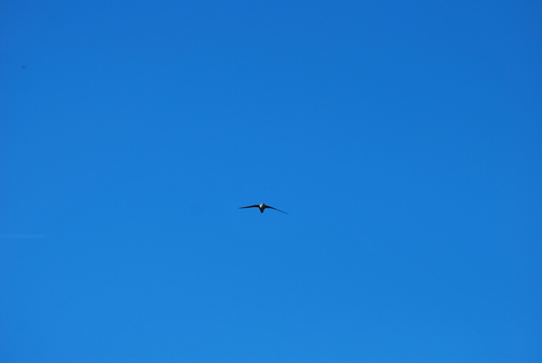 White-throated Swift
