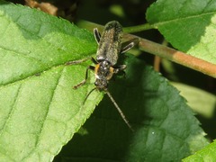 Cantharis paradoxa