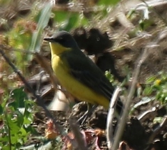 Motacilla flava thunbergi