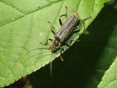Cantharis paradoxa