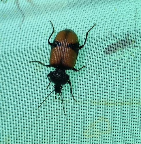 Panagaeus sallei