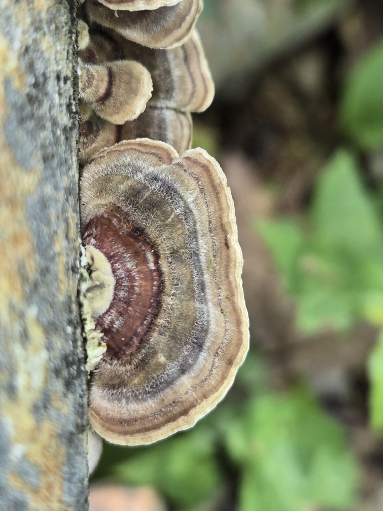 turkey-tail · July 2026 · photo: Photo: no rights reserved · iNaturalist