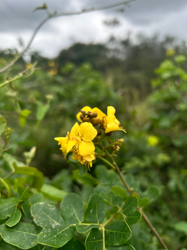 Cenostigma nordestinum
