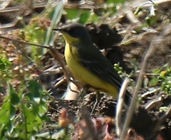 Motacilla flava thunbergi