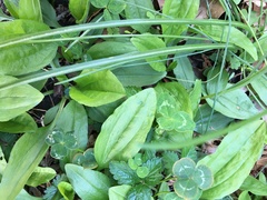 Plantago