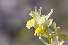 Orchis pauciflora