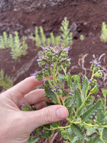 Saw phacelia (Phacelia serrata)