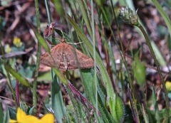 Pyrausta subsequalis