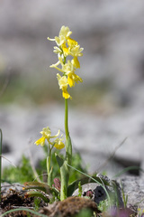 Orchis pauciflora