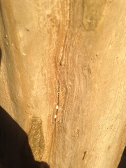 Eriococcus lagerstroemiae