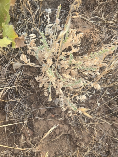 Astragalus inflexus observed 2026-07-23