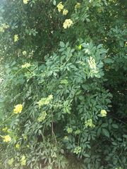 Sambucus cerulea