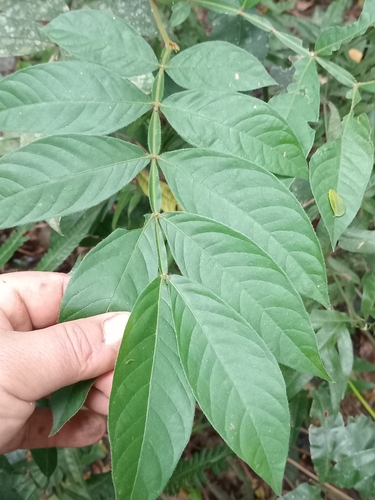 Inga uraguensis, 2026-07-23