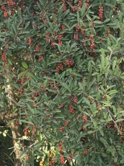 Citharexylum montevidense