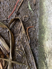 Cercosaura oshaughnessyi