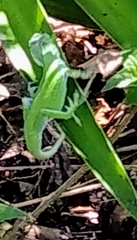 Anolis carolinensis