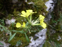 Erysimum maremmanum