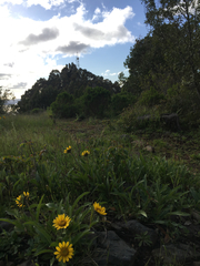 Wyethia angustifolia