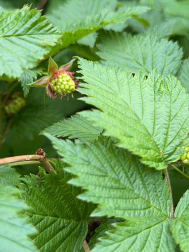 Salmonberry