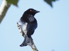 Dicrurus modestus coracinus