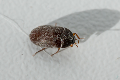Attagenus unicolor