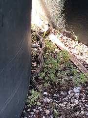 Pituophis catenifer