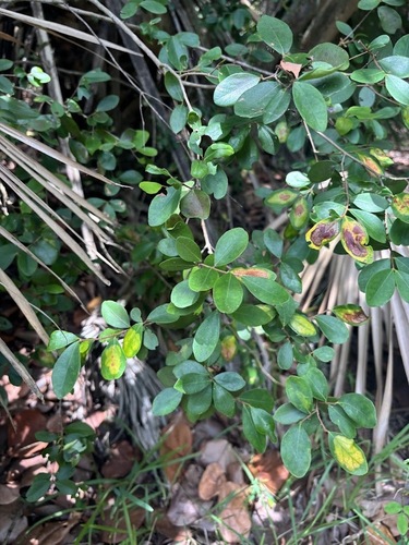 Eugenia foetida