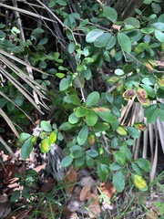 Eugenia foetida