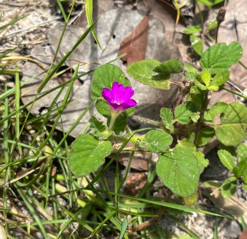 Okenia hypogaea, photograph 2