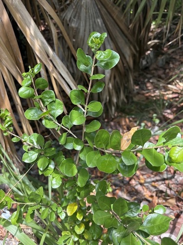 Randia aculeata, photograph 4