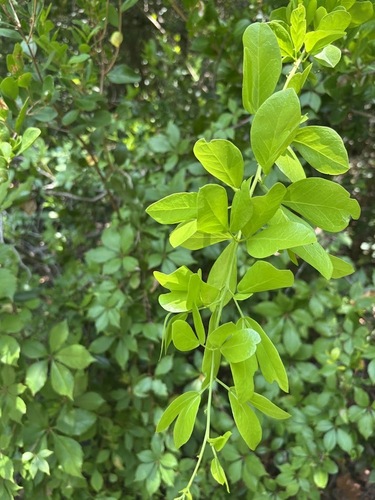 Pithecellobium keyense, photograph 1