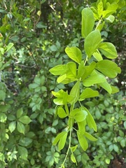 Pithecellobium keyense
