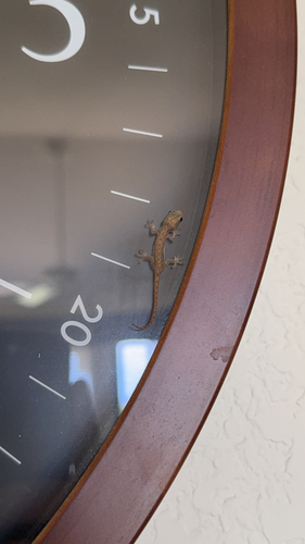 Hemidactylus frenatus observed 2026-07-23
