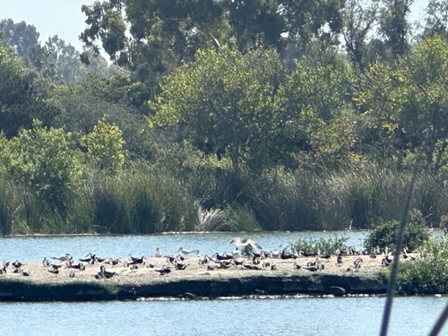 iNaturalist observation photo of Black Skimmer