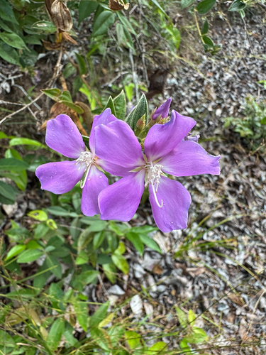 Tibouchina aspera, photograph 1