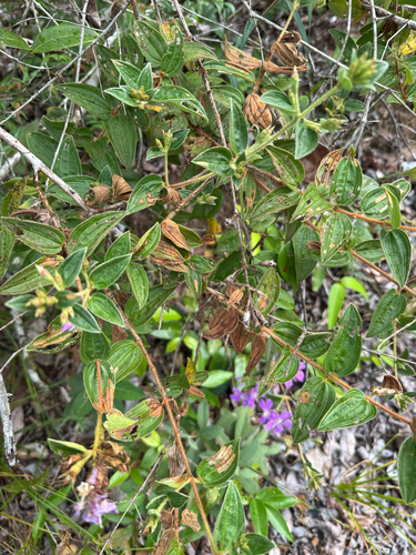 Tibouchina aspera, photograph 2