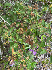 Tibouchina aspera, photograph (c) Joao Quental, some rights reserved (CC BY)